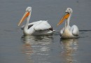 Dalmatian pelican ©  L. Andreev